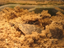 female3stripelayingeggs