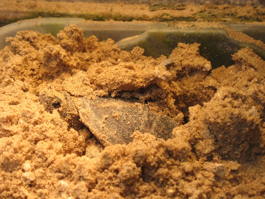 female3stripelayingeggs