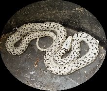 Black and White Eastern Garter Snake