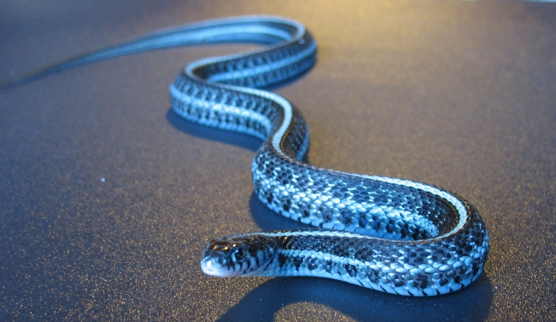 Axanthic plains