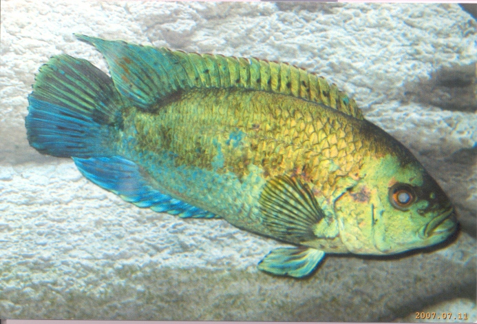 big boy electric blue