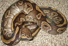 mojo female