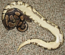 het pied female