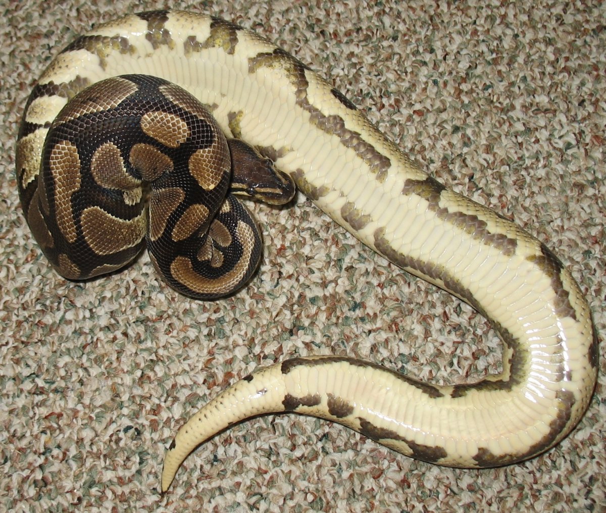 het pied female