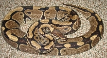 normal female