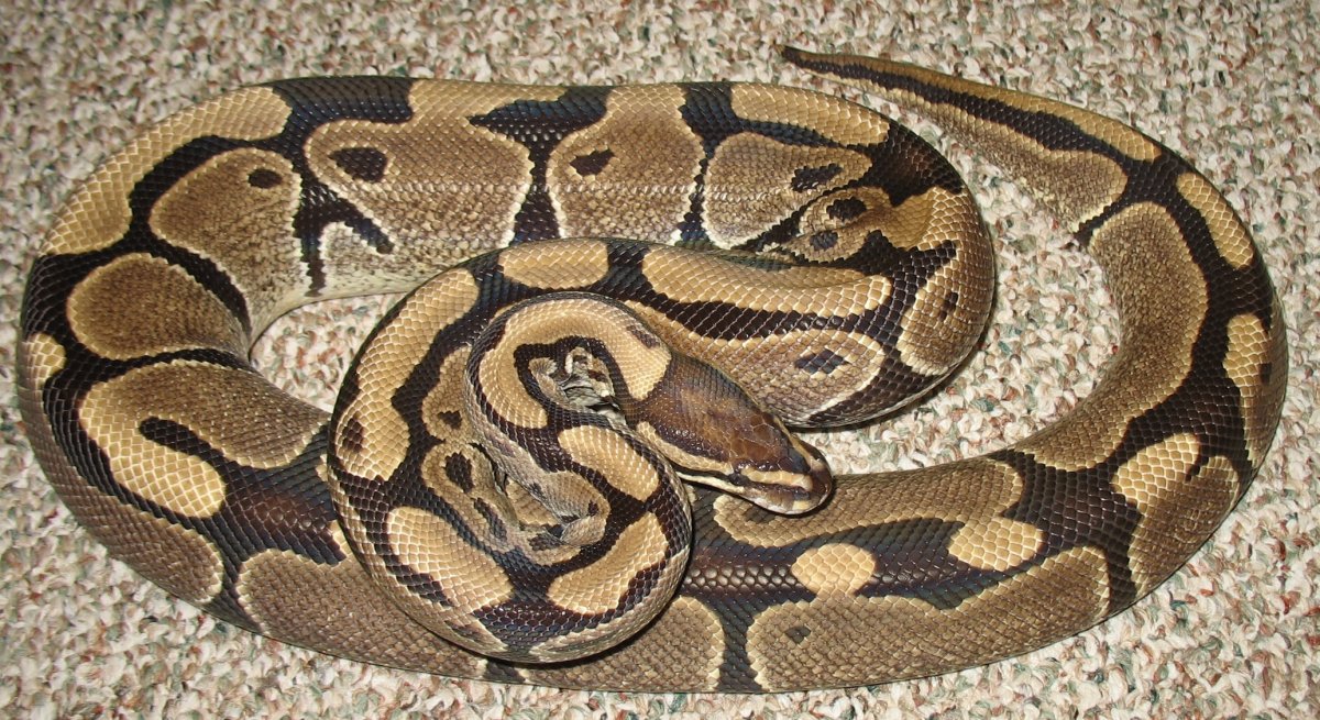 normal female