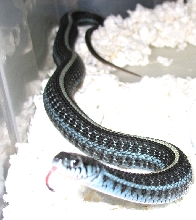 blue axanthic plains