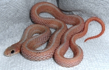 erythristic leucistic eastern garter snake