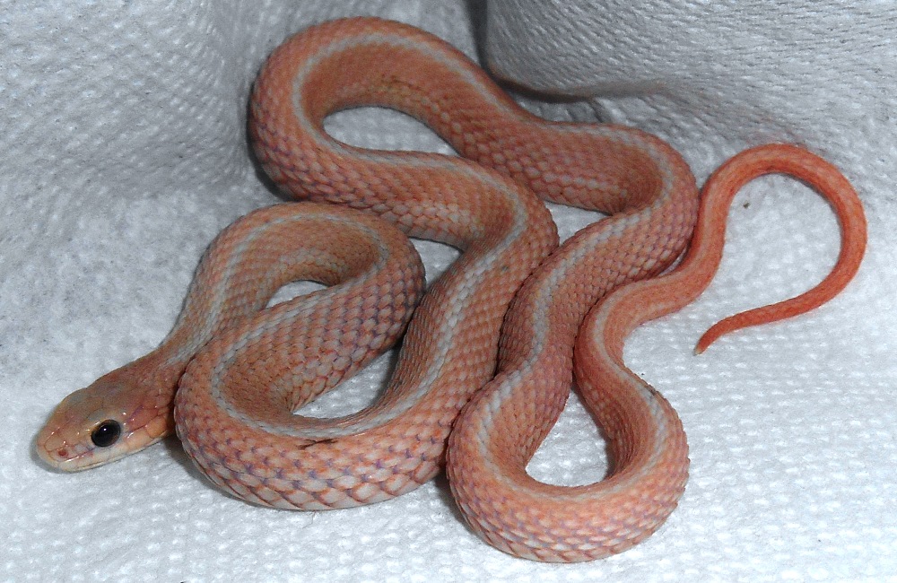 erythristic leucistic eastern garter snake