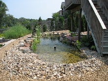 koi pond