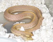 nebraska albino