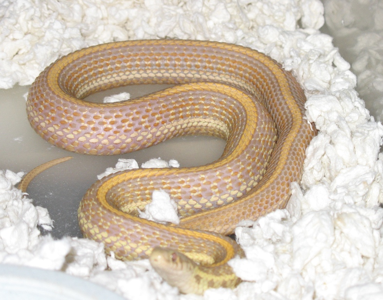 nebraska albino