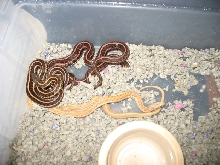red radix trio