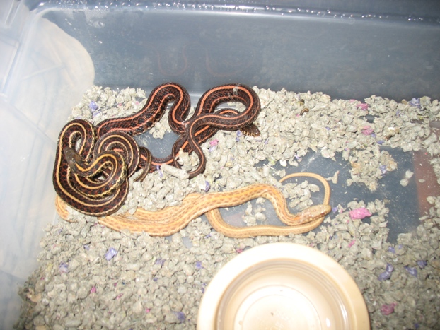 red radix trio