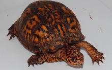 Wild box turtle