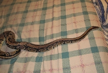 Monty3