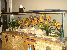 Jasmine's Terrarium