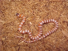 S. SENTZ LINE OF HYPO ARIZONAS