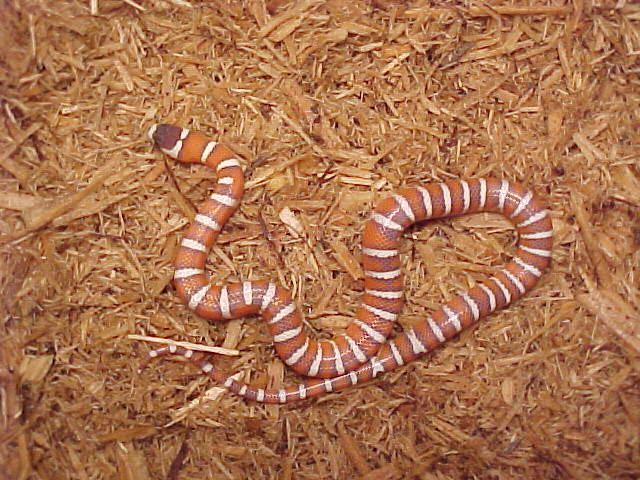 S. SENTZ LINE OF HYPO ARIZONAS