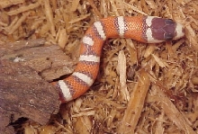 SSSSSSSSSS!!!