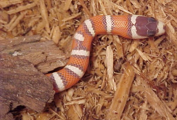 SSSSSSSSSS!!!