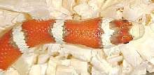 HYPO ARIZONA FEMALE