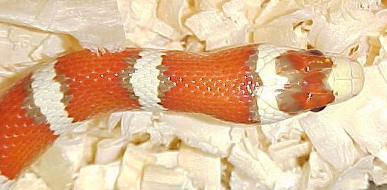 HYPO ARIZONA FEMALE