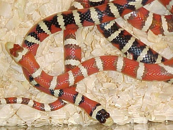 HYPO ARIZONA FEMALE & HET MALE
