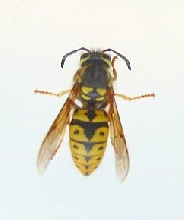 What is this beast that stung me?