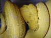 Hypomelanistic Chondro