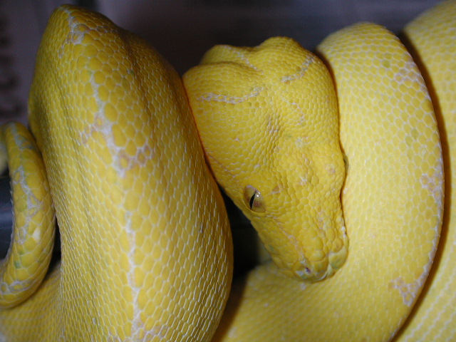 Hypomelanistic Chondro
