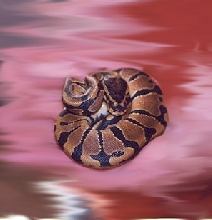 My banded male