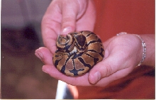 Banded male again
