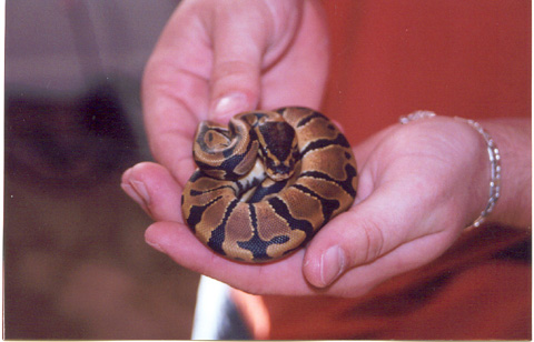 Banded male again