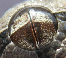 Eye