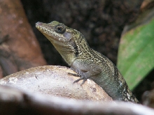 Anolis vermiculatus