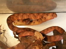 Boiga guangxiensis
