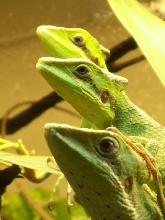 Laemanctus longipes