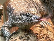 Varanus timorensis
