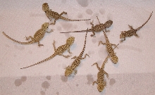 8 babies
