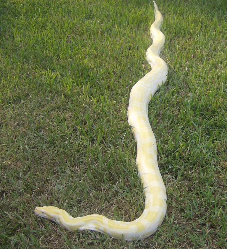Samson outside