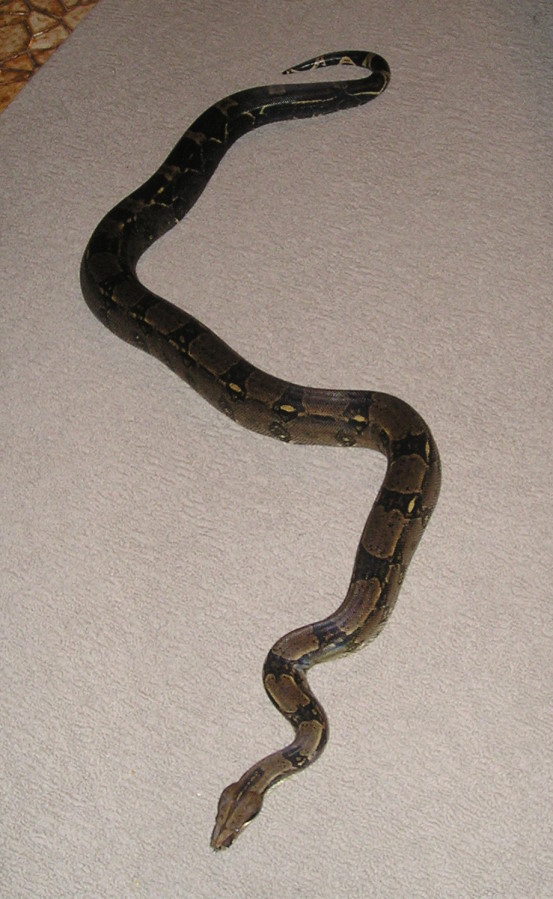 Toby1
