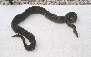 7ft BCI