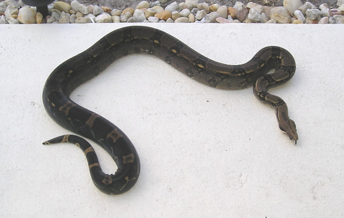 7ft BCI