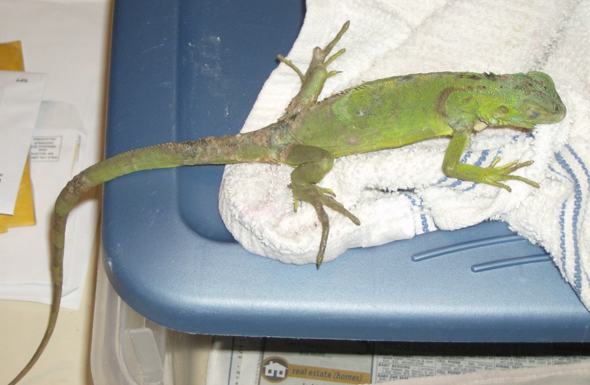 new rescue iguana after soaking 2