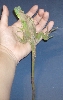 new rescue iguana skin disorder 3