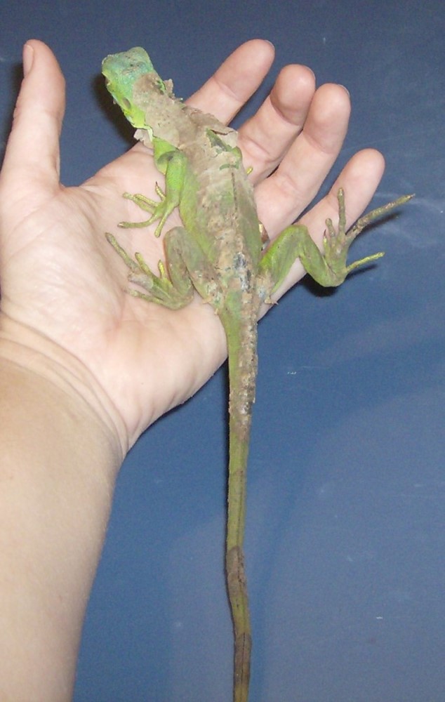 new rescue iguana skin disorder 3