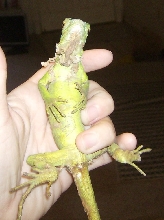 new rescue iguana skin disorder 4