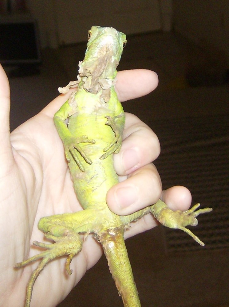 new rescue iguana skin disorder 4