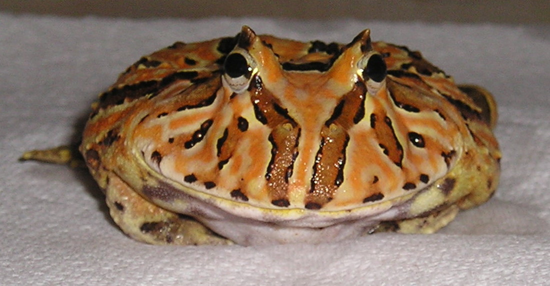 frog front